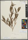 Foto von Salix alba subsp. vitellina (L.) Arcang.